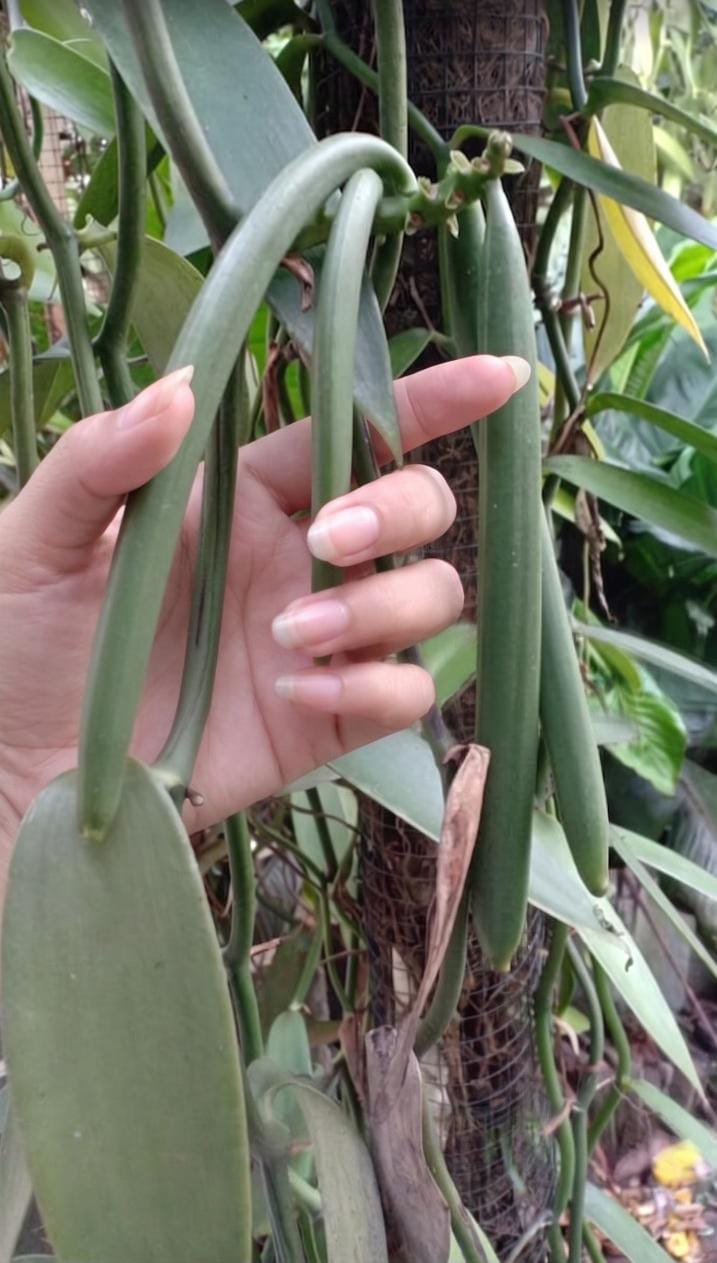 Hand-harvested Vacuum Packed Gourmet Vanilla Pods